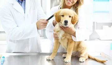 Prima visita cuccioli e microchip